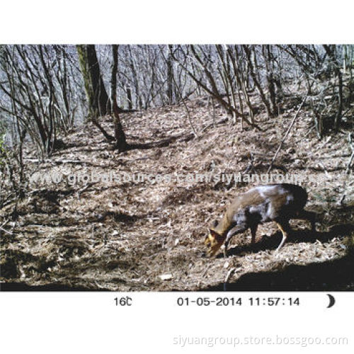 8MP IP66 Water-resistant Invisible IR Guard Time-lapse Camera with 1,280 x 720 Pixels Resolution